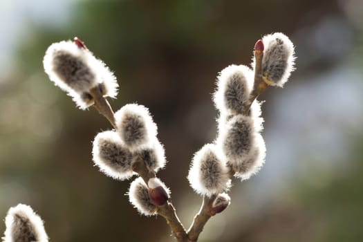 Palm catkins,close-up of blossom against soft background