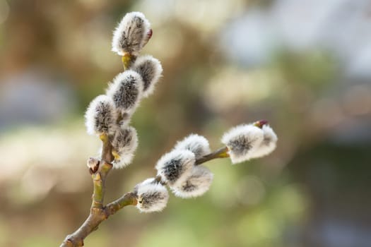 Palm catkins,close-up of blossom against soft background