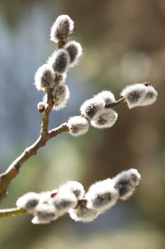 Palm catkins,close-up of blossom against soft background
