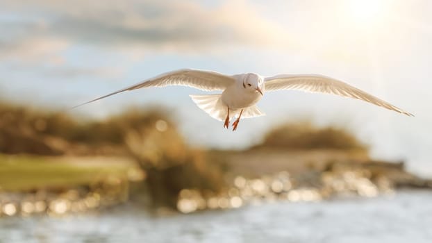 Seagull flying over the water in beautiful backlight