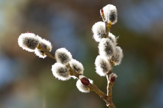 Palm catkins,close-up of blossom against soft background