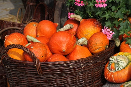 Gourds