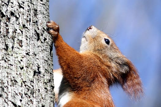 Portrait of a squirrel (Sciurus vulgaris)