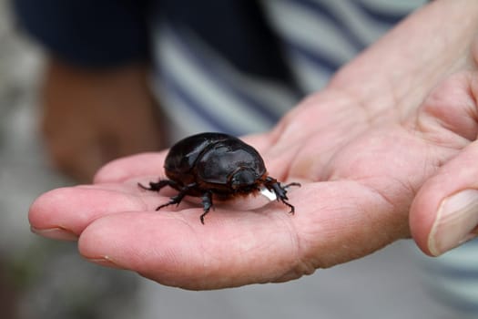 Stag beetle (female) on one hand