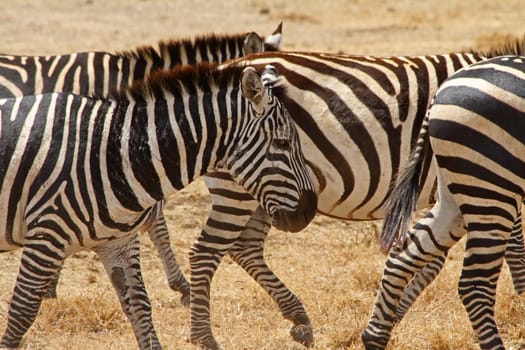 A beat up and scarred old zebra walks with the rest of the herd
