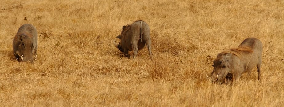 Warthogs grazing on the savannah