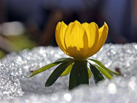 Winter aconites in the snow