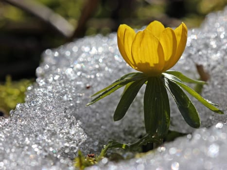 Winter aconites in the snow