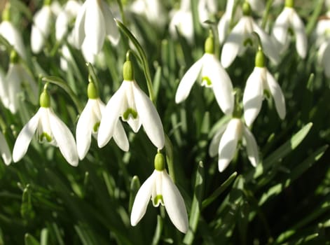 Snowdrop