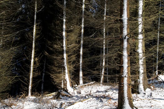 Winter Forest
