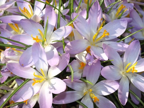 Wild Crocuses