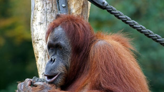 Orangutan at Dortmund Zoo