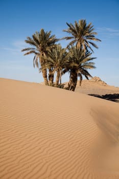 Dunes in Moroccan Sahara