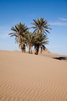 Sand Desert with Dunes in Marocco, merzouga