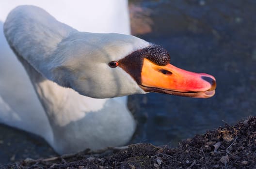 The Singing Swan
