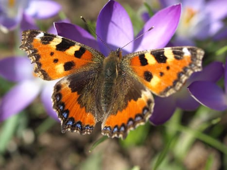 Small tortoiseshell