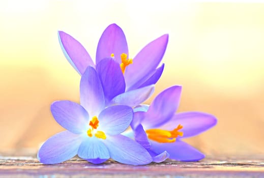 Crocuses