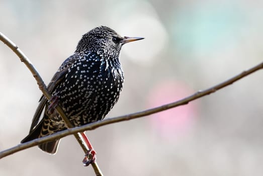 star Sturnus Vulgaris