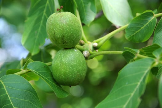 Walnuts