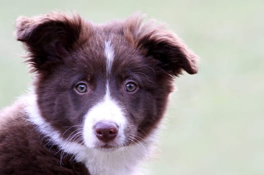 Border Collie 3 months old