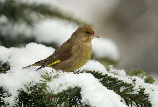 Greenfinch in winter