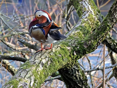 Mandarin duck in the tree