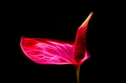 Zoomed red flower with one opened wet leaf