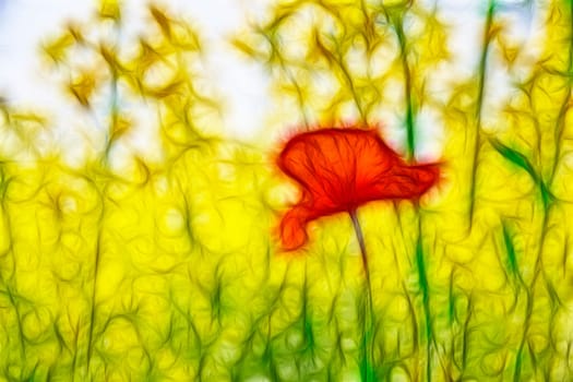Orange poppy is widely booming under summer sun