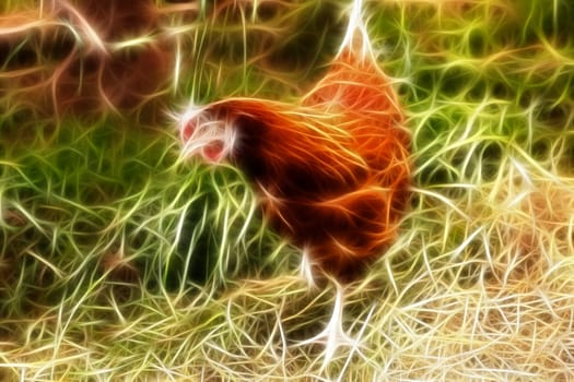Brown hen with white legs is searching something