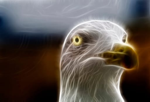 White seagull zoomed face pointed at camera focus