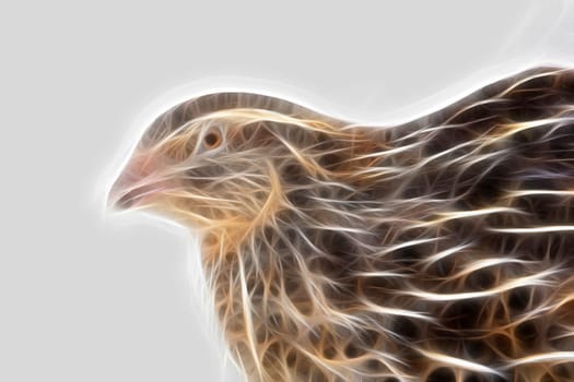 Angry quail is photographed on white textile background