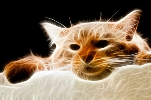 Foto of mature multicolored cat watching to distance