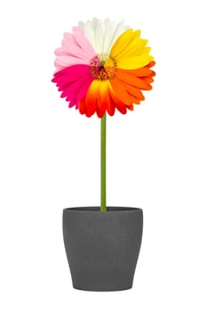 Gerbera flower in flower pot with multicolored flower