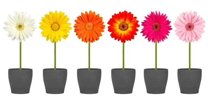 Row of gerbera flowers in flower pots
