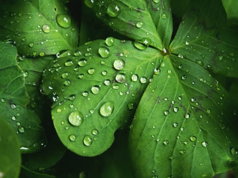 green leaf and water drops as nice natural background