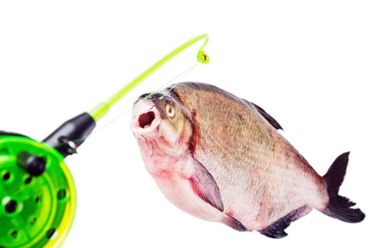 Bream on the hook is isolated on a white background