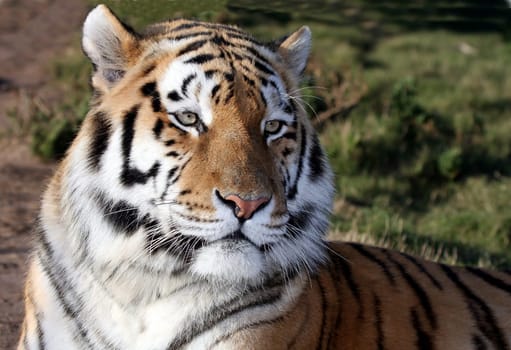 Magnificent tiger with whiskers and stripes lying down