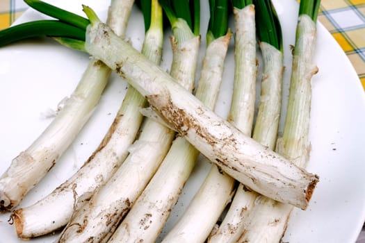 Spring onions on white background. Spanish cuisine. Selective focus. Calcots.