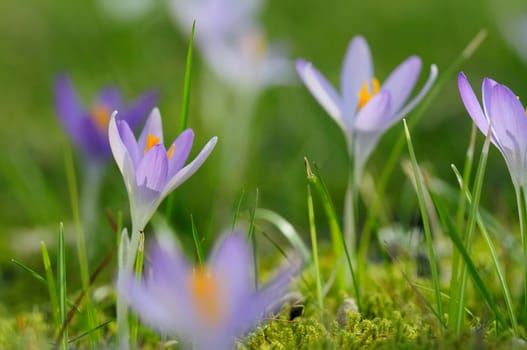 HARBINGERS OF SPRING