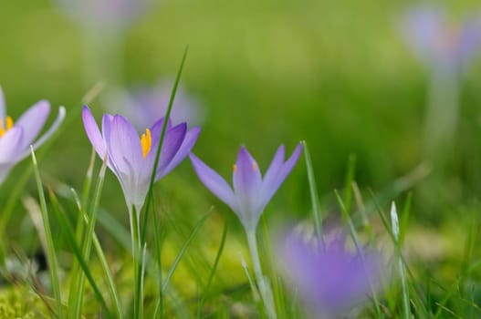 HARBINGERS OF SPRING