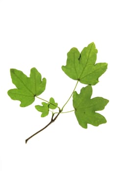 Field maple (Acer campestre) branch with leaves isolated against white background