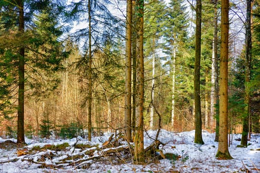 Snow Forest