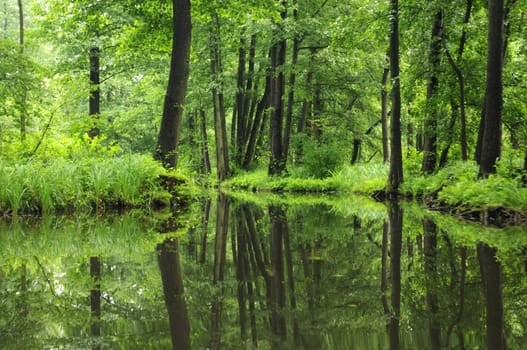 Green Spreewald