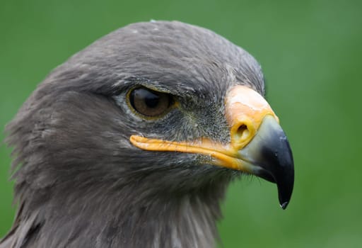 Steppe eagle