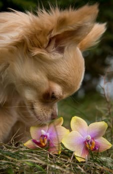 Chihuahua