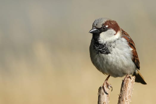 Passer Domesticus - The Sparrow