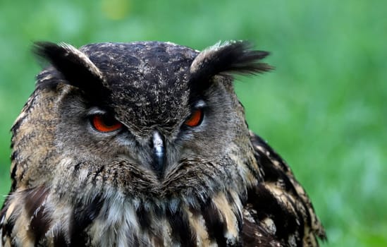 Bird of the Night