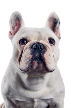 French bulldog portrait isolated on white background