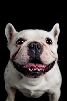 French bulldog isolated on black background