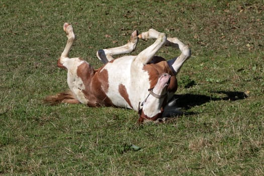 Brown and white pinto